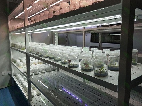 通化植物组织培养实验室设计建设方案